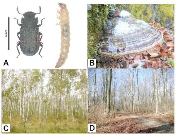 Bolitophagus reticulatus individuals and Fomes fomentarius fruiting body with pictures of sampling sites where they were collected.