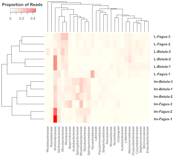 The heatmap showing bacterial families distributed across B. reticulatus samples.