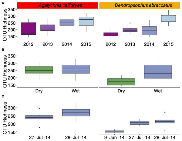 Alpha diversity (OTU Richness) of skin bacterial communities of Agalychnis callidryas and Dendropsophus ebraccatus at different temporal scales.