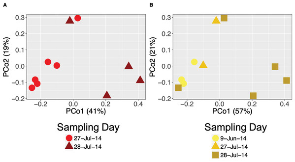 Daily variation of bacterial community structure on the skin of Agalychnis callidryas and Dendropsophus ebraccatus.