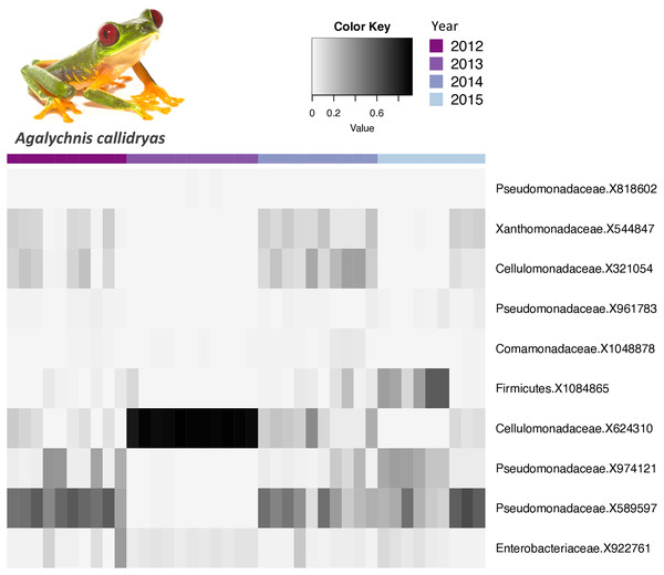 Relative abundance of core bacterial taxa on Agalychnis callidryas across years.