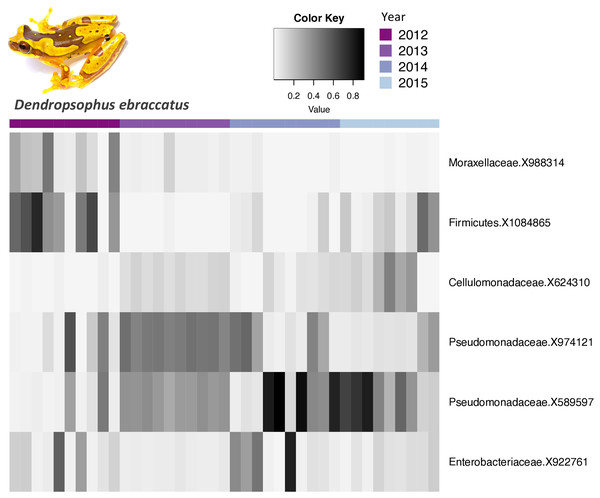 Relative abundance of core bacterial taxa on Dendropsophus ebraccatus across years.