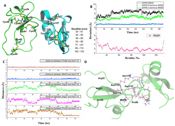 Homologous modeling structure of EPPIN after molecular dynamics stimulation.