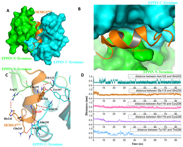 The binding interaction of EPPIN and SEMG110-8.