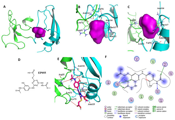 A reasonable potential binding pocket of EPPIN and the molecular docking of the reported ligand EP055 with EPPIN in this pocket.