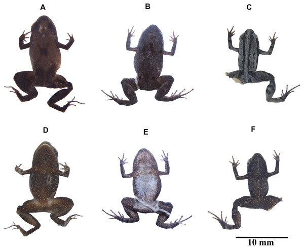 Variation in coloration of preserved Noblella naturetrekii sp. n.