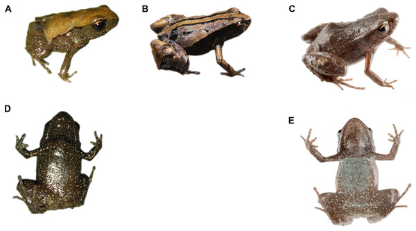 Dorsal and ventral patterns of Noblella naturetrekii sp. n in life.