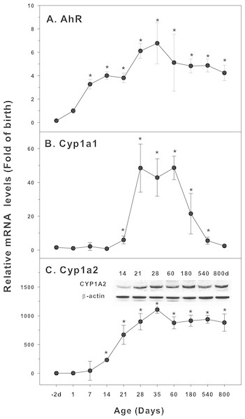 Age-related expression of CYP-1 family gene/proteins in livers of male rats.