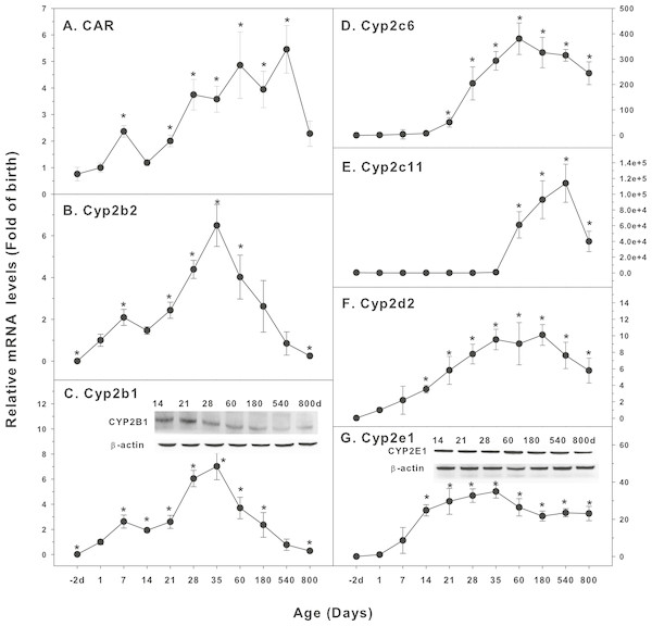 Age-related expression of CYP-2 family gene/proteins in livers of male rats.