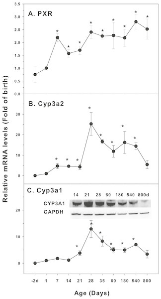 Age-related expression of CYP-3 family gene/proteins in livers of male rats.