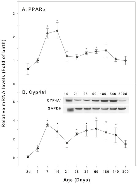 Age-related expression of CYP-4 family gene/proteins in livers of male rats.