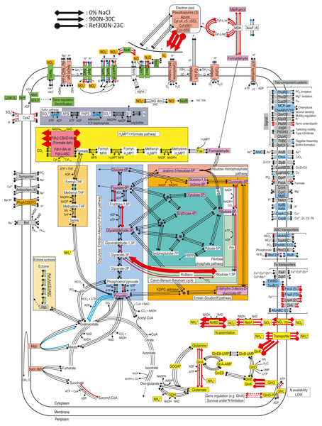 Relative gene expression profiles of selected metabolic pathways of M. nitratireducenticrescens strain GP59 in the biofilm cultures.