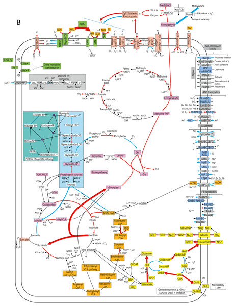 Relative gene expression profiles of selected metabolic pathways of H. nitrativorans strain NL23 in the 0% NaCl biofilm cultures.