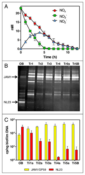 Dynamics of NO
                        
                        ${}_{3}^{-}$
                        
                           
                              
                              
                                 3
                              
                              
                                 −
                              
                           
                        
                      and NO
                        
                        ${}_{2}^{-}$
                        
                           
                              
                              
                                 2
                              
                              
                                 −
                              
                           
                        
                      concentrations and of the bacterial community in the Ref300N-23C biofilm cultures.