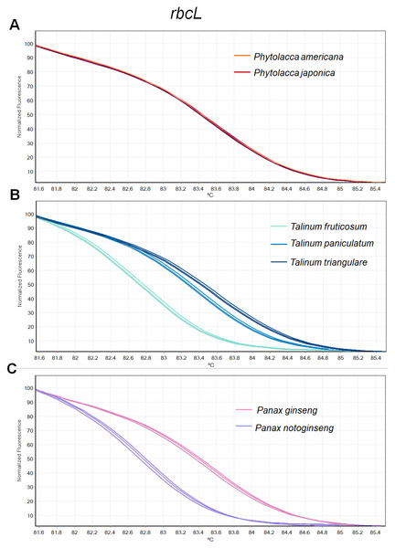 Melting curve profiles of amplicons obtained from rbcL primers of samples of each genus.