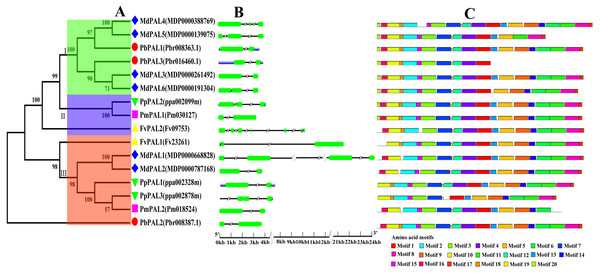 Phylogenetic relationships, and gene structures and domain of PALs.