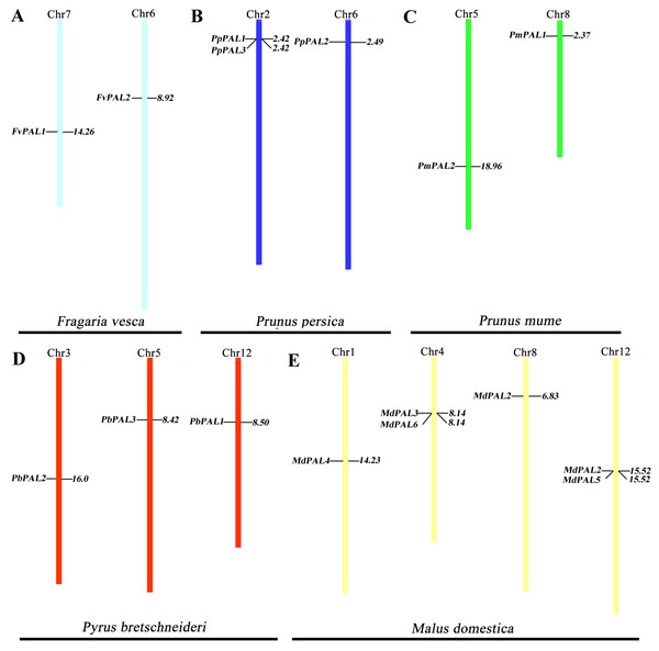 PALs chromosomal location of five Rosaceae species.