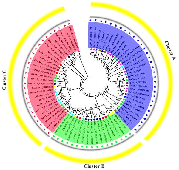 Phylogenetic analysis of PALs constructed by the Neighbor-Joining method.