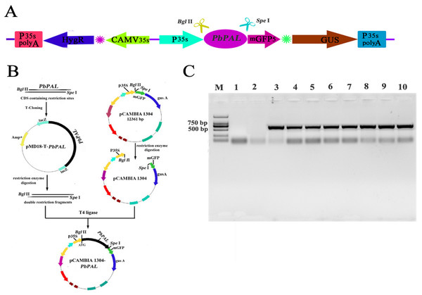 Vector construction and overexpression of PbPAL1 and PbPAL2 in Arabidopsis.