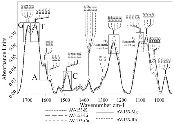 Vector normalized FTIR spectra of DNA mixed with AV-153 salts in ratio of 5:1.