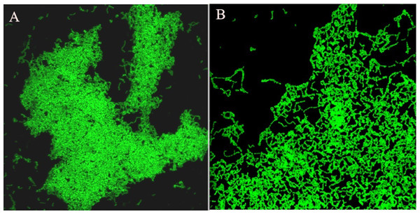 Biofilm analysis using confocal laser scanning microscopy.