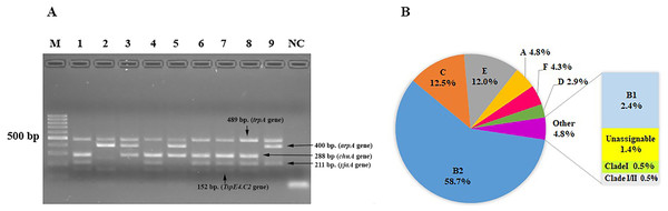 The distribution of phylogenetic groups among uropathogenic Escherichia coli isolates by the new Clermont phylo-typing method.