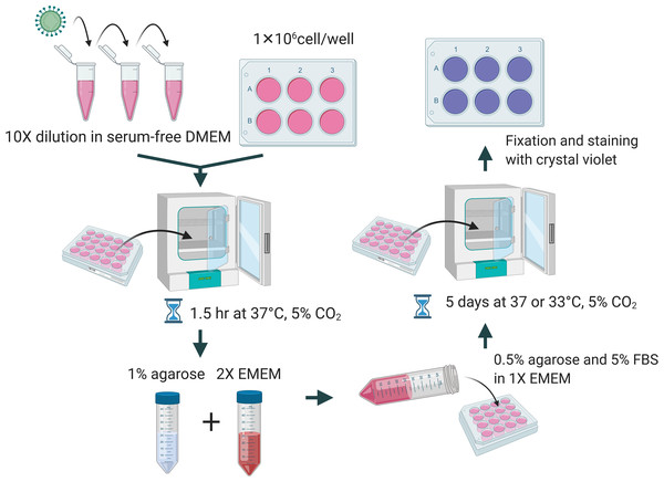 Diagrammatic scheme for illustration of improved plaque assay procedures and optimal conditions.