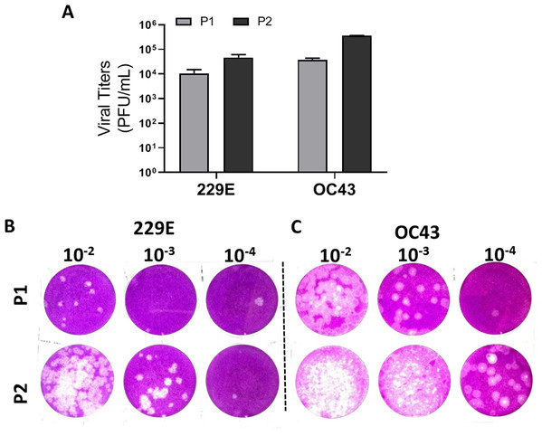 Functional evaluation with improved plaque assay.