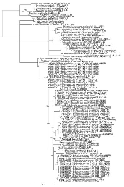 Phylogenetic affiliation of COI barcode for two specimens marketed as Nasutitermes costalis.