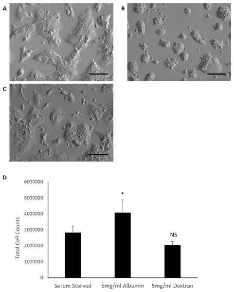 Comparison of HepG2/C3A cell morphology and total cell counts after 72 h treatments.