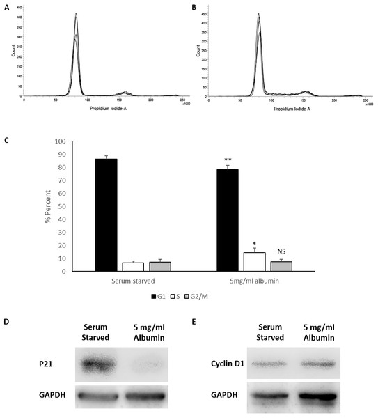 Cell cycle analysis of serum starved cells with or without albumin.