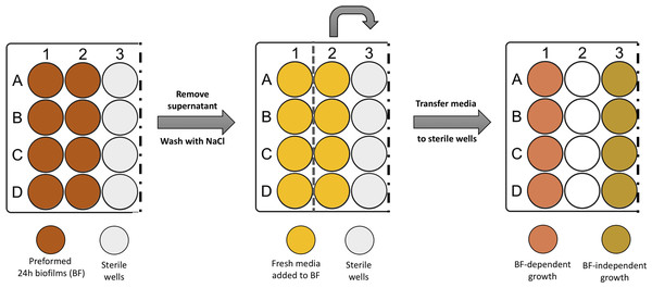 Scheme illustrating the process of obtaining biofilm released cells using a fed-batch growth system.