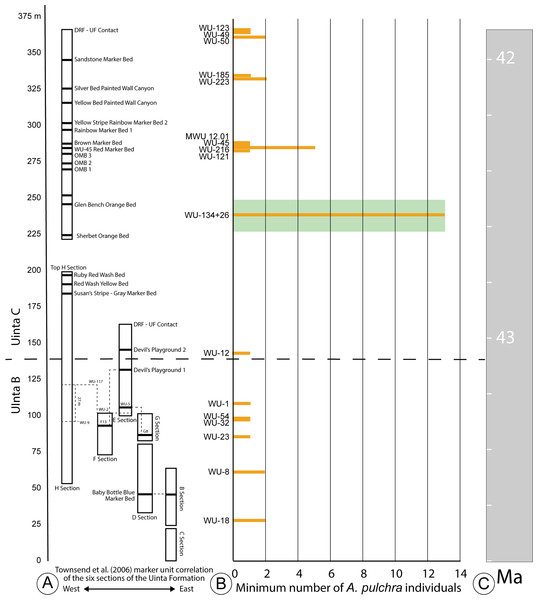 Stratigraphic distribution of A. pulchra in the upper Uinta Fm.