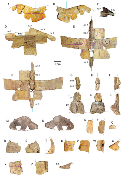 Carapace material of Anosteira pulchra from the Uinta Fm.