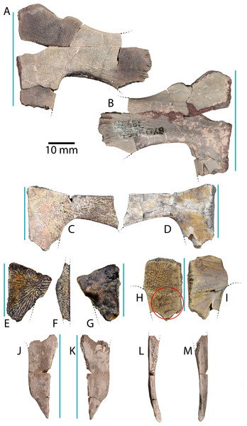 Plastral material of Anosteira pulchra from the Uinta Fm.