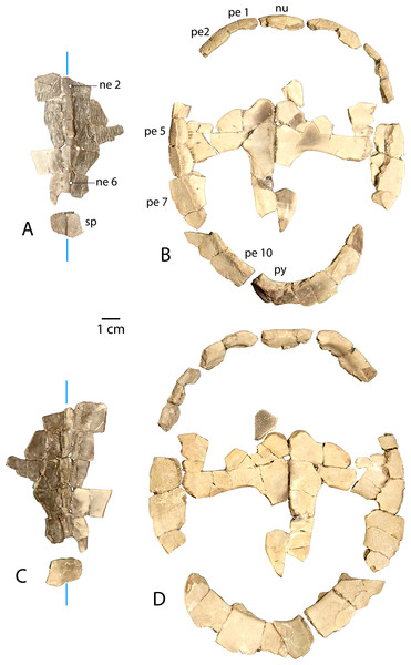 Associated carapace and plastron of Anosteira pulchra, specimen UMNH.VP.31072.