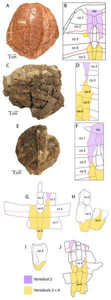 Scale pattern variation within Anosteira pulchra.