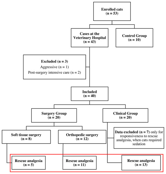 Flowchart of cats included in the study.