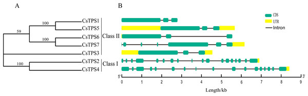 Phylogenetic relationships and gene structures of CsTPSs.