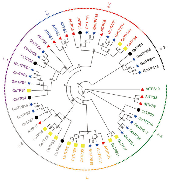 Evolutionary relationships of TPS family in various species.