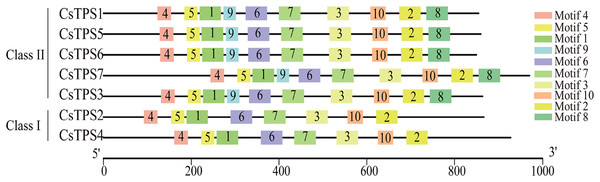 The motif composition and distribution of cucumber TPS proteins.