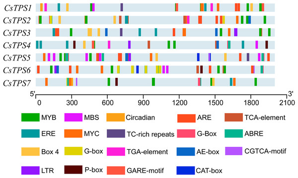 The distribution of cis-elements in cucumber TPS genes.