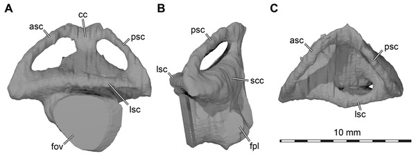 Three dimensional renderings of left labyrinth of Arundelemys dardeni (USNM 497740).