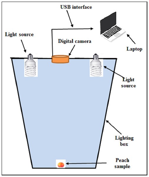 Lighting box apparatus used for the capture of peach images.