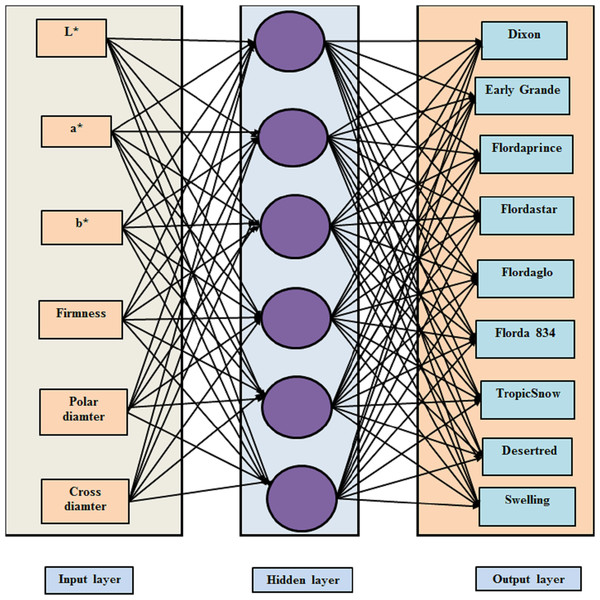 Architectural graph of the multilayer perceptron used in this study.