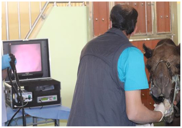 Placement the endoscope to preform the endoscopic examination and TW sample collection from dromedary camel.