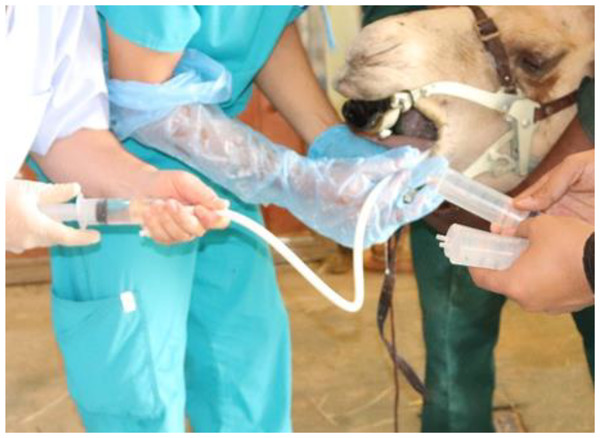 B. ronchoalveolar lavage collection using BAL catheter from dromedary camel.