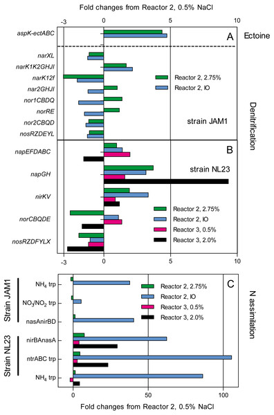 Changes in the relative transcript levels of genes involved in the denitrification and N-assimilation pathways, and in ectoine synthesis.