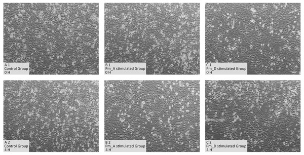 Cellular changes in goat bronchial epithelial cells stimulated with P. multocida strains of serotype A and D strains for 4 h.