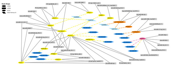 The regulatory networks of the target differentially expressed mRNAs and miRNAs.